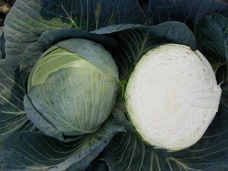 Насіння капусти Центуріон F1, 20 шт, Clause, Франція, Професійне насіння 2