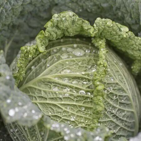 Насіння капусти Мадлена F1, 20 шт, Rijk Zwaan, Голландія, Професійне насіння 3