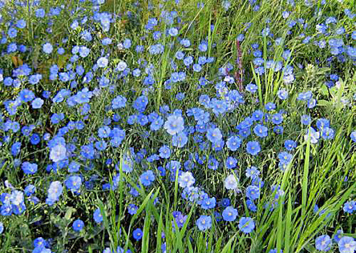 Насіння льону багаторічного, 0.3 г, Hem, Голландія, Професійне насіння 3