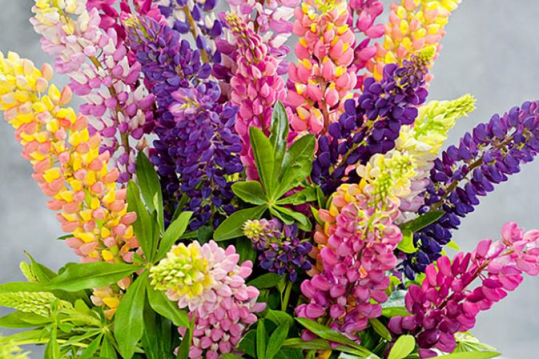 Насіння люпину багаторічного Фестиваль суміш, 0.4 г, Hem, Голландія, Професійне насіння 3