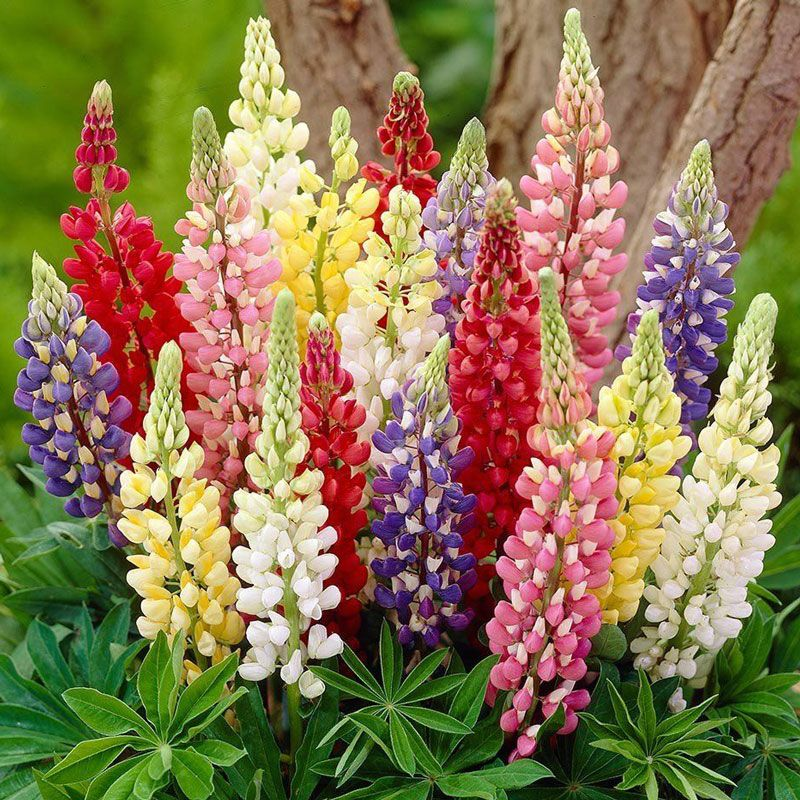 Насіння люпину багаторічного Фестиваль суміш, 0.4 г, Hem, Голландія, Професійне насіння 2