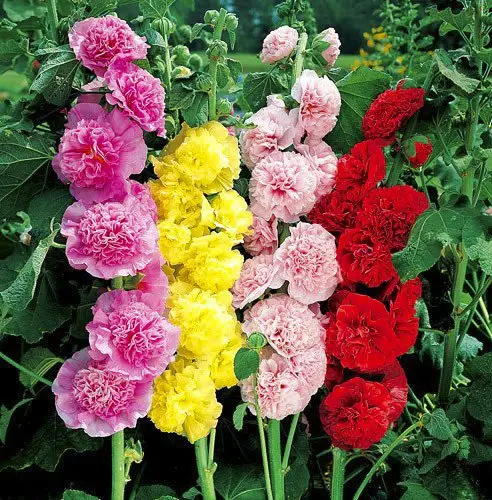 Насіння мальви Шатер суміш, 0.2 г, Hem, Голландія, Професійне насіння 2