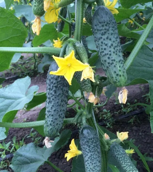 Насіння огірка Лютояр F1, 10 шт, Yuksel, Туреччина,Професійне насіння 3