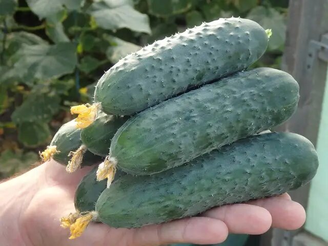 Насіння огірка Северин F1, 10 шт, Enza Zaden, Голландія, Професійне насіння 3