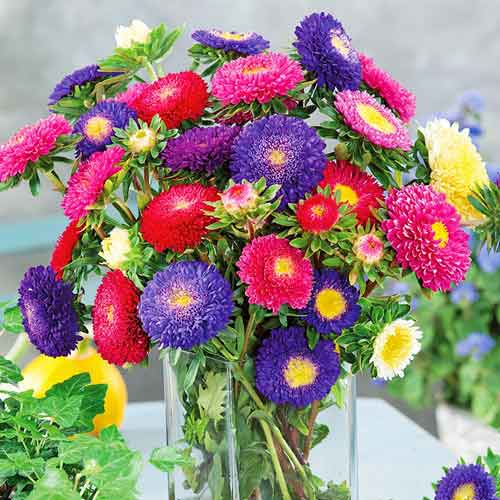 Насіння айстри китайської Арлекін суміш, 0.1 г, Satimex, Німеччина, Професійне насіння 2