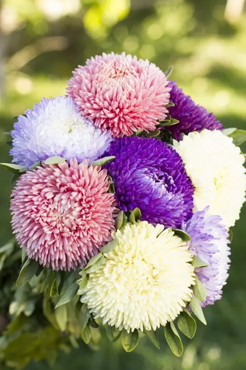 Насіння айстри китайської Балун, суміш, 20 шт, Satimex, Німеччина, Професійне насіння 2