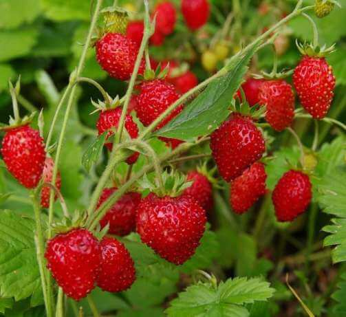 Семена земляники ремонтанта Регина, 0.2 г, Hem, Голландия, Професійне насіння 3