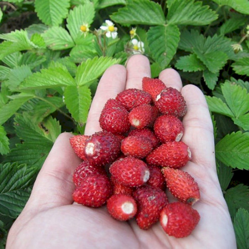 Семена земляники Али-Баба, 0.2 г, Hem, Голландия, Професійне насіння 2