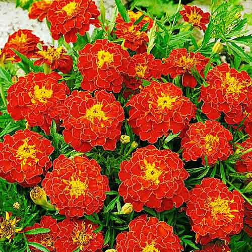 Насіння чорнобривців Кармен, 0.5 г, Hem, Голландія, Професійне насіння 2