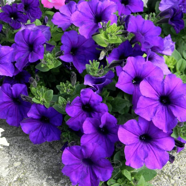 Семена петунии карликовой Алдерман, 0.2 г, Hem, Голландия, Професійне насіння 3