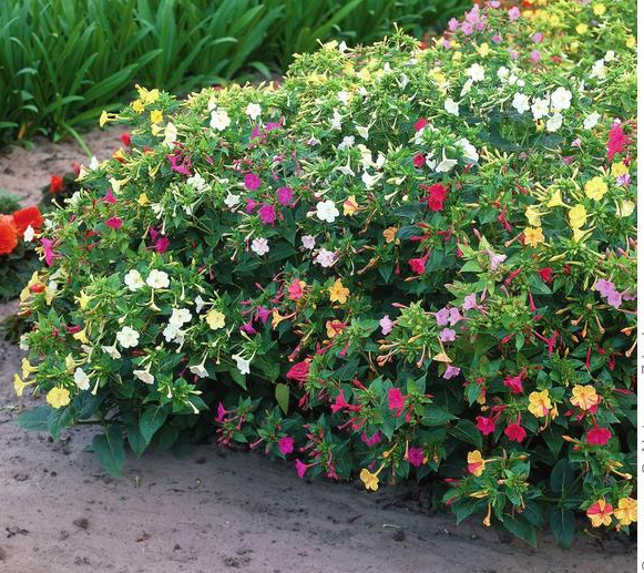 Насіння мірабілісу Нічна красуня суміш, 1 г, Hem, Голландія, Професійне насіння 2