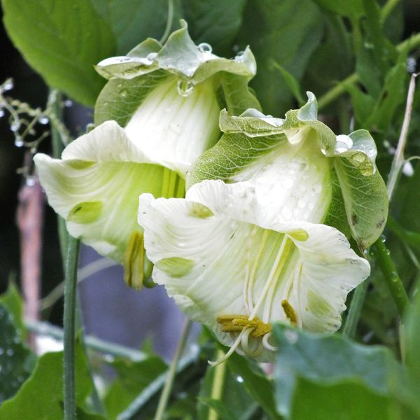 Семена кобеи Белые паруса, 0.3 г, Hem, Голландия, Професійне насіння 3