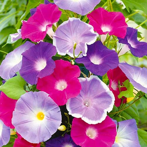 Семена ипомеи Кружево, смесь, 0.5 г, Hem, Голландия, Професійне насіння 2