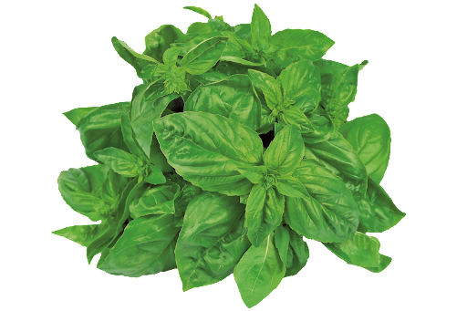 Семена базилика Мистер Барнс, 0.5 г, Hem, Голландия, Професійне насіння 2