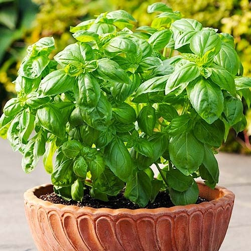 Семена базилика Мистер Барнс, 0.5 г, Hem, Голландия, Професійне насіння 3