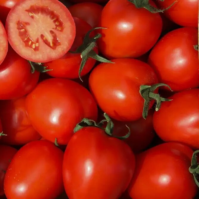 Насіння томату Колібрі F1, 8 шт, Clause, Франція, Професійне насіння 3