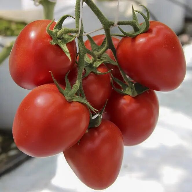 Насіння томату Колібрі F1, 8 шт, Clause, Франція, Професійне насіння 2