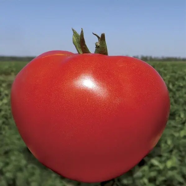 Насіння томату Каста F1, 10 шт, Clause, Франція, Професійне насіння 3