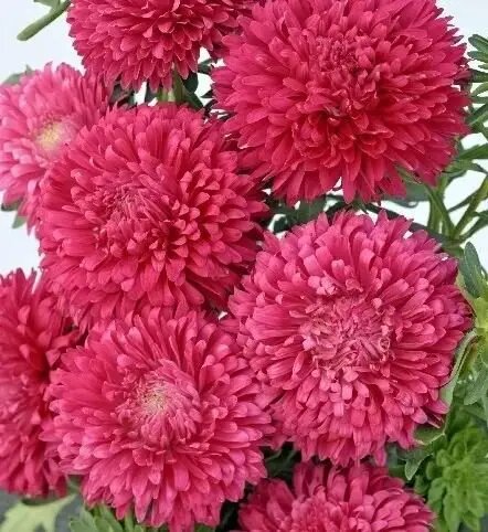 Насіння астри Аполлонія червона, 0.3 г, W.Legutko, Польща, Професійне насіння 2