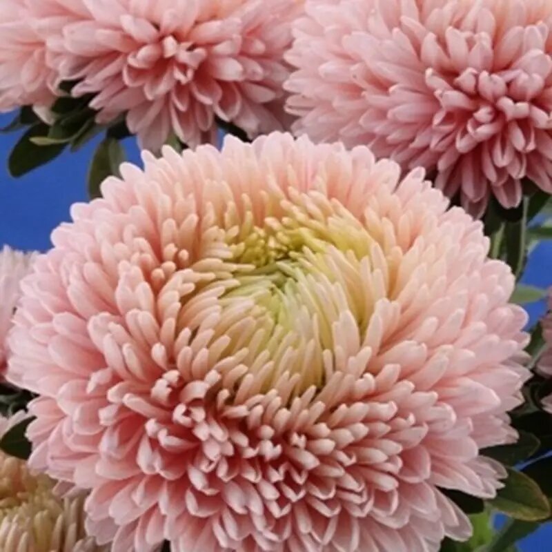 Насіння айстри Аполлонія яблучний колір, 0.3 г, W.Legutko, Польща, Професійне насіння 2