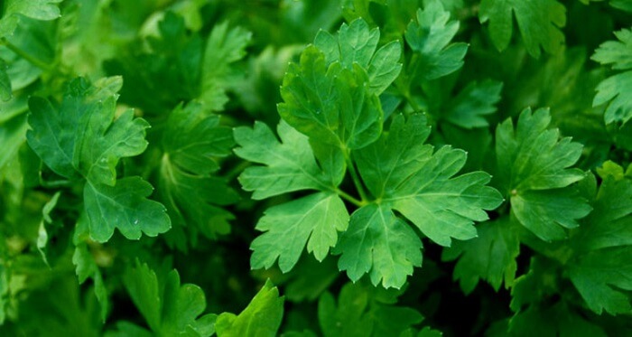 Набір насіння Борщ Seedera, 11 г 5