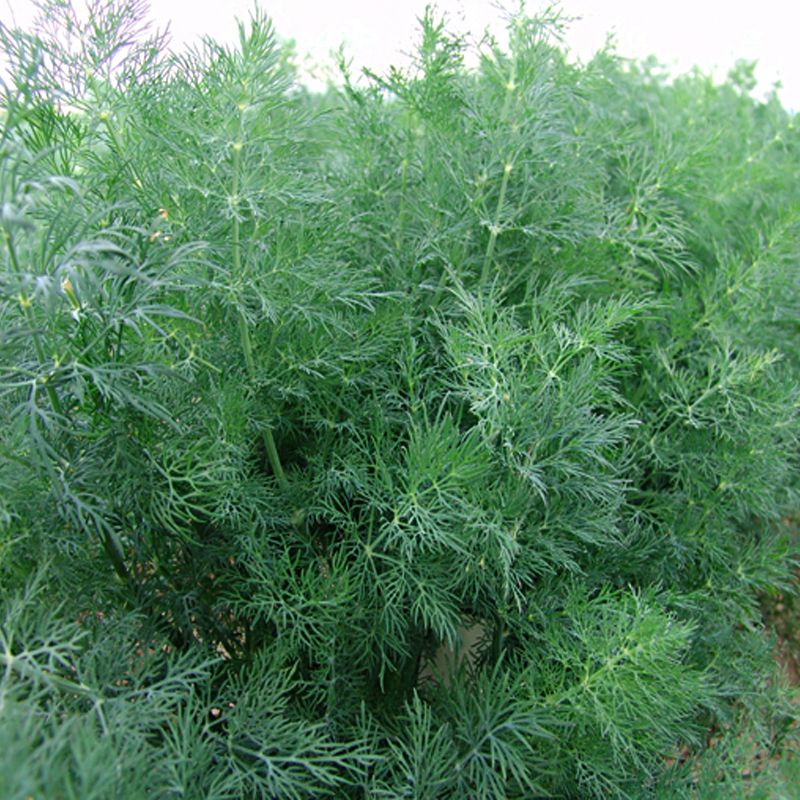 Набір насіння Борщ Seedera, 11 г 6