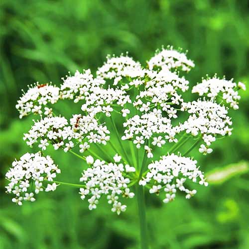 Набір насіння лікарських трав Імунітет Seedera, 1.5 г 5