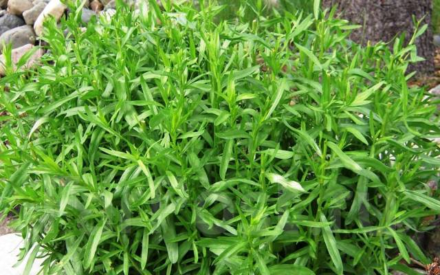 Набір насіння Прянощі до грибів Seedera, 2.3 г 3