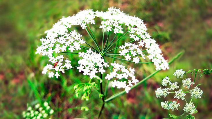 Набор семян Пряности к мясу Seedera, 4.1 г 5