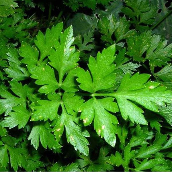 Набор семян Пряности к мясу Seedera, 4.1 г 3