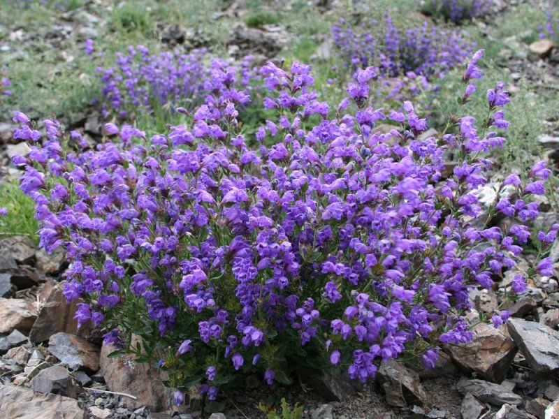 Набір трав для чаю Ранкова свіжість Seedera, 0.6 г  6