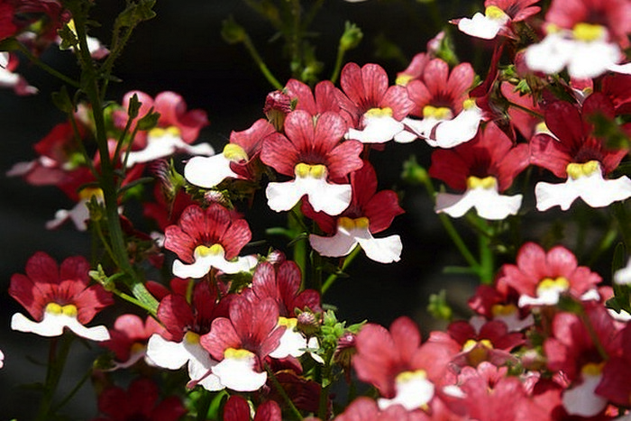 Набір насіння для клумб Шалена пристрасть Seedera, 1.6 г 4