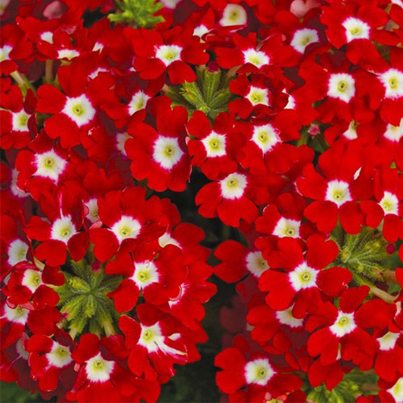 Набір насіння для клумб Шалена пристрасть Seedera, 1.6 г 2