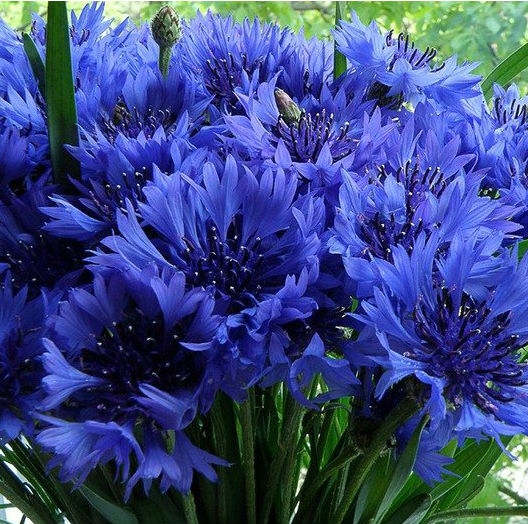 Набір насіння для клумб Ласкавий ранок Seedera, 1.4 г 2