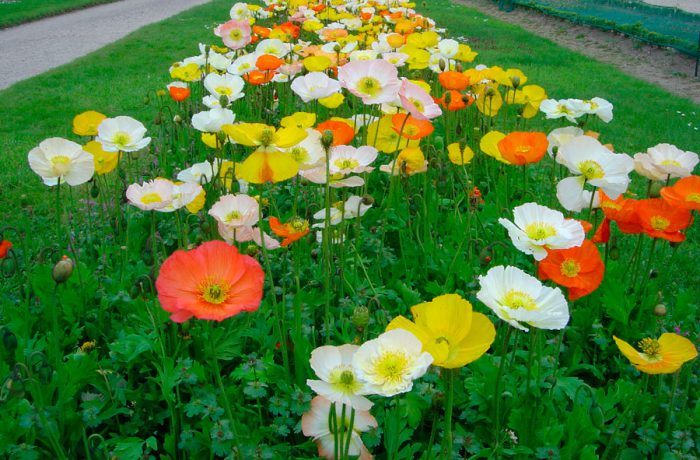 Набір насіння для клумб Ласкавий ранок Seedera, 1.4 г 6