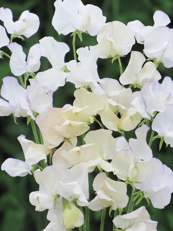 Набор семян для клумб Волшебная волна Seedera, 3.6 г 3