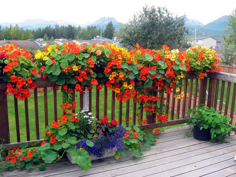 Набор семян для клумб Волшебная волна Seedera, 3.6 г 5