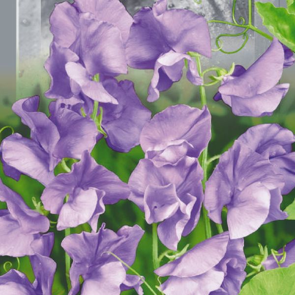 Набор семян для клумб Волшебная волна Seedera, 3.6 г 2