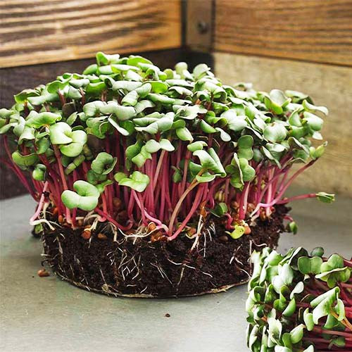 Насіння мікрозелень Редиска Сангрія Seedera, 10 г 2