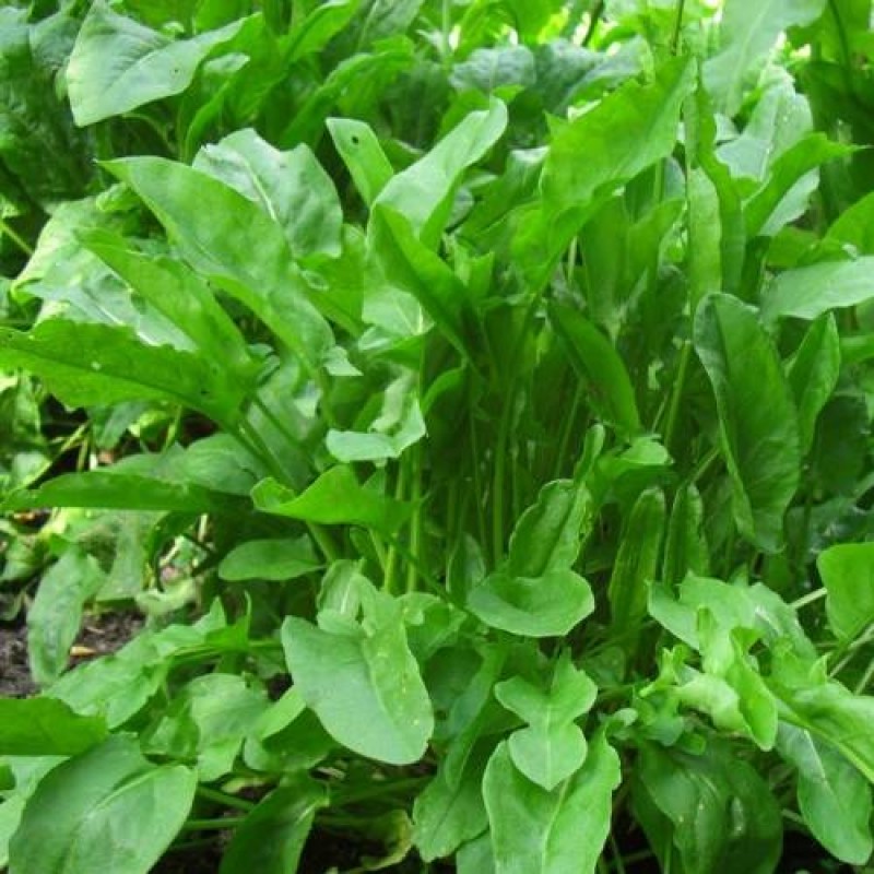 Насіння щавлю Бельвільський, 10 г, Hem, Голландія, насіння Садиба Центр 3