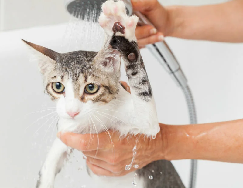 Шампунь інсектоакарицидний Лапушка Кропива, для котів, живлення вовни, 240 мл 2