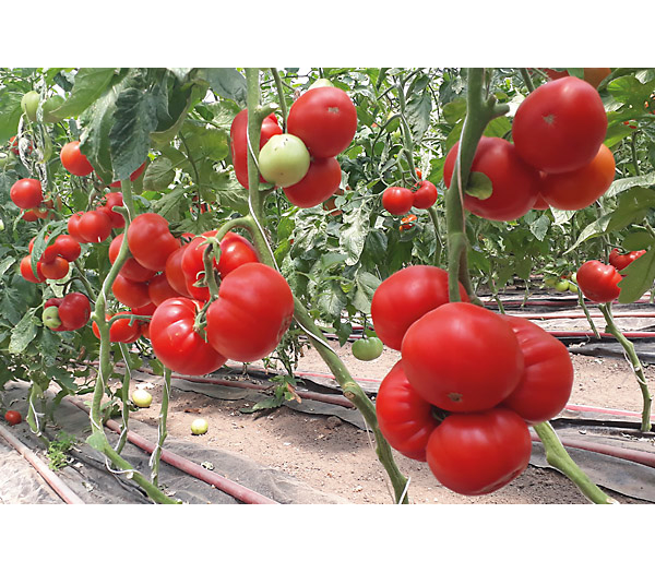 Насіння томату Сонароза F1, 5 шт, Yuksel, Туреччина, насіння Леда Агро 2