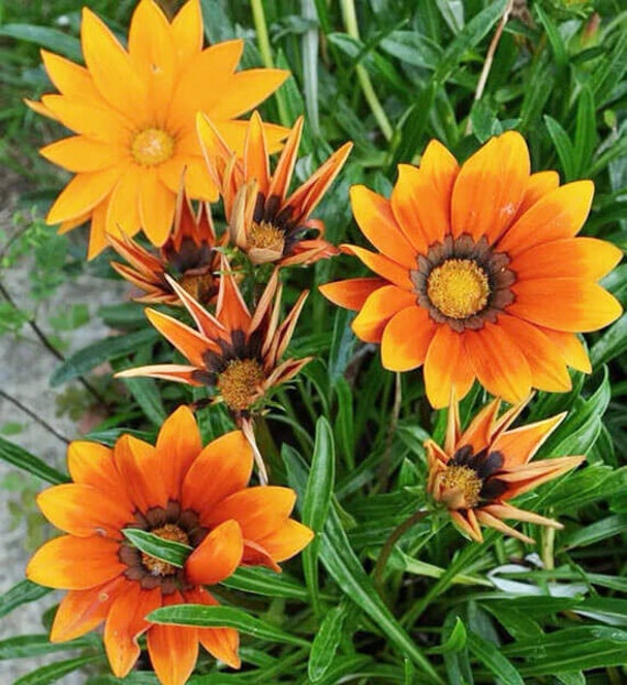 Семена газании Промеза, 5 шт,  Hem, Голландия, семена Леда Агро 2