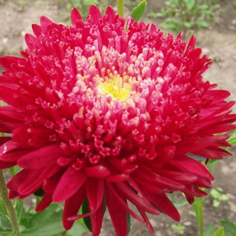 Насіння айстри Принцеса Кримсон, хрізантемовідная, 0.2 г, насіння Леда Агро 2