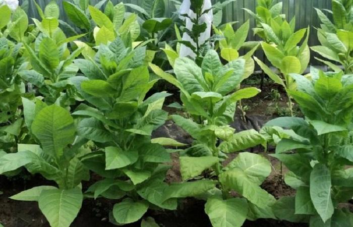 Насіння тютюну курильного Дюбек Seedera, 0.05 г 2