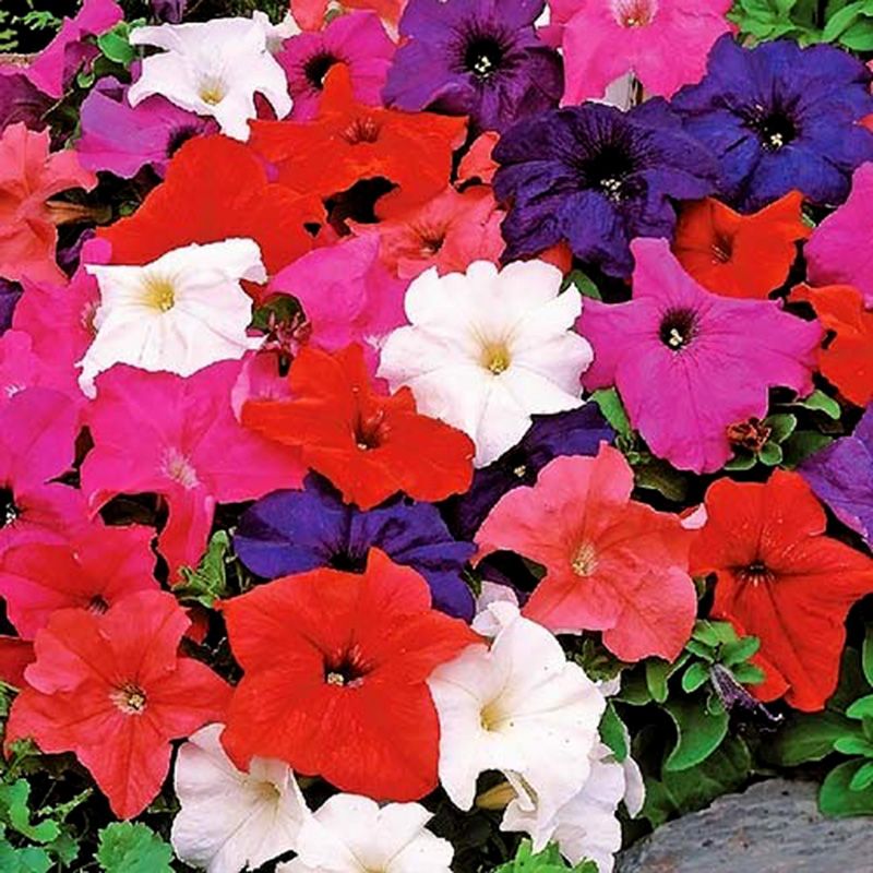 Семена петунии Лимбо, 10 шт, HemGenetics, семена Леда Агро 2