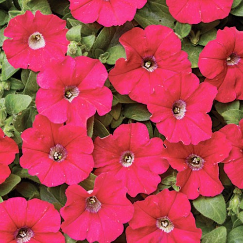 Насіння петунії Карлик, 10шт, Cerny, Чехія, насіння Леда Агро 2