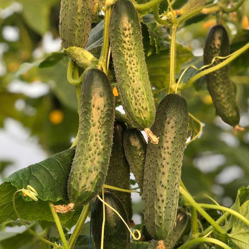 Семена огурца Модер F1, 10 шт, Minami, семена Леда Агро 3