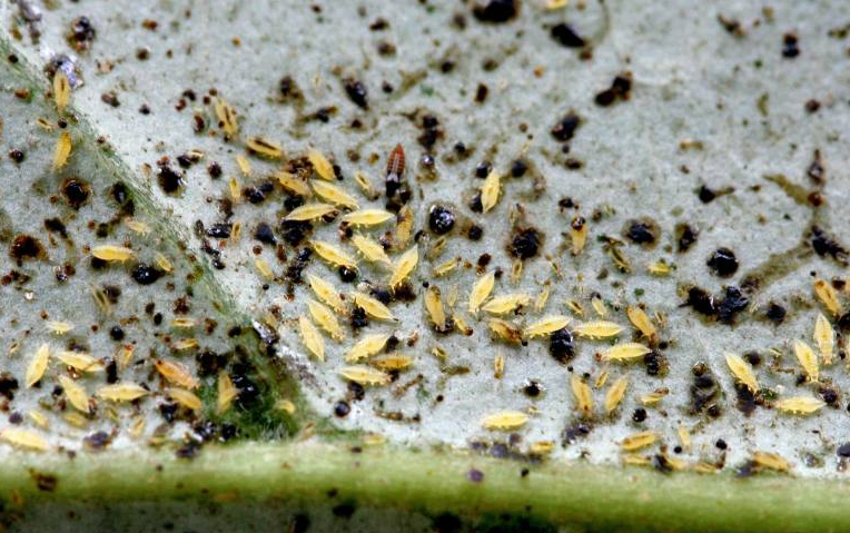 Трипси на кімнатних рослинах