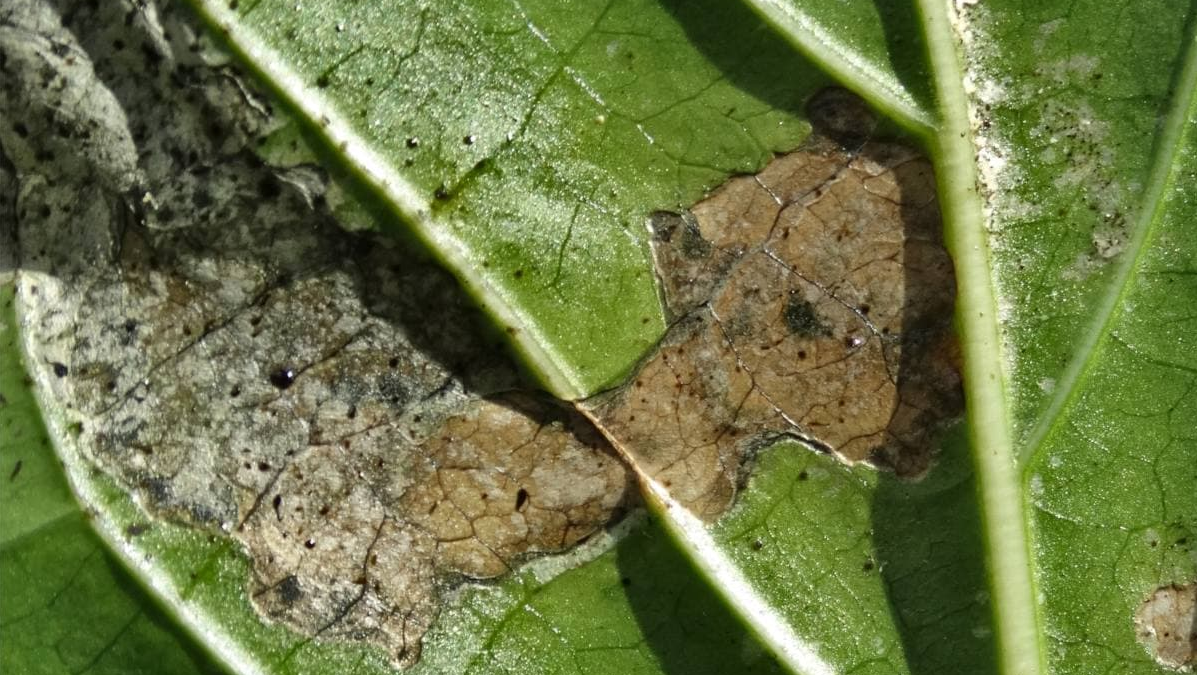 Трипси на кімнатних рослинах